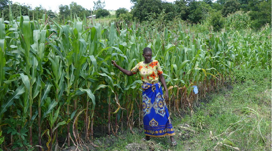 From Hoe to Hope: The quiet revolution transforming African agriculture