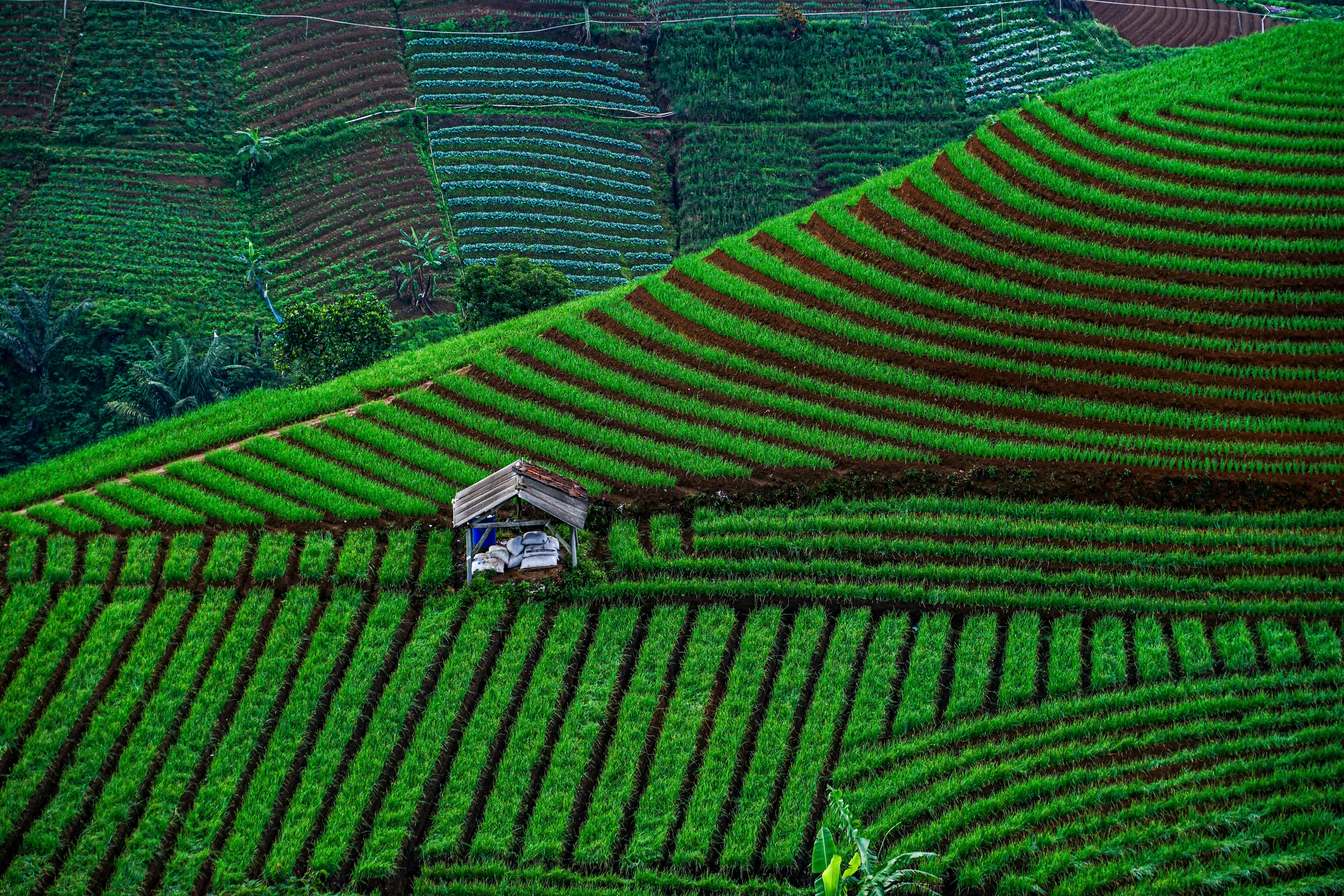 Webinar 13: The Role of Sustainable Agricultural Mechanization in Scaling up the Adoption of Conservation Agriculture by Smallholder Farmers in Africa